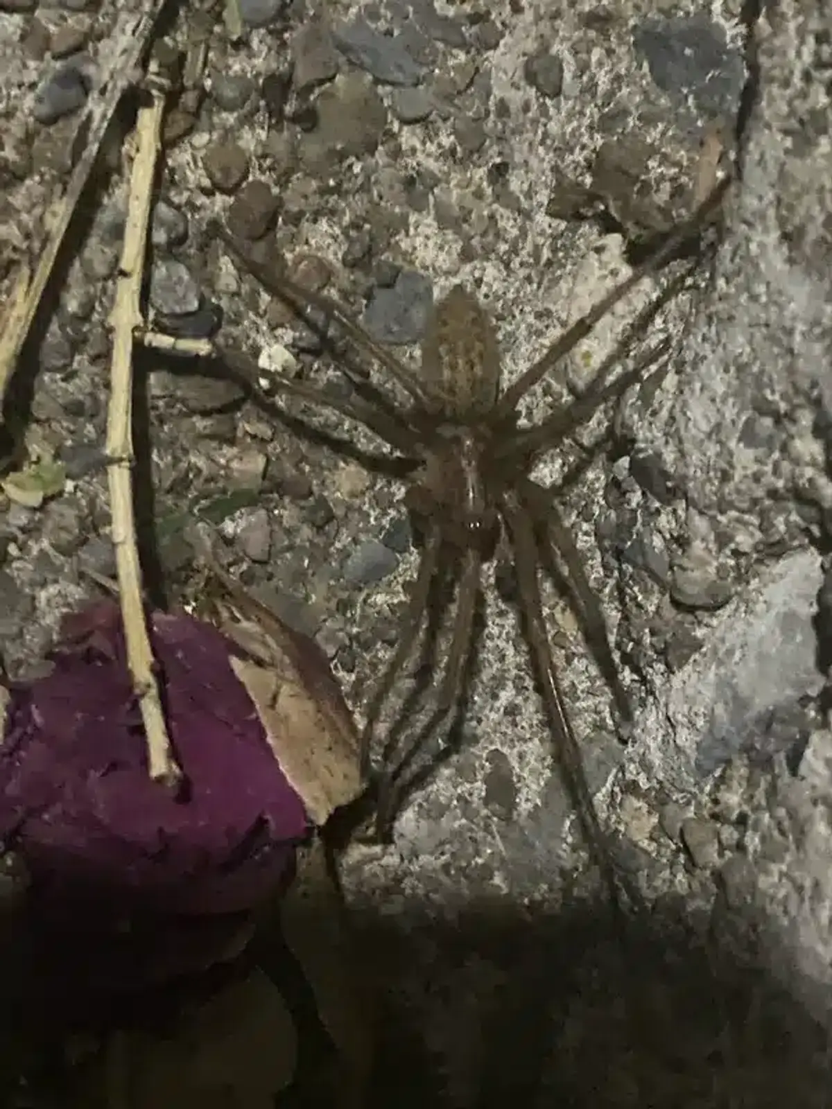 Wolf spider in natural outdoor habitat