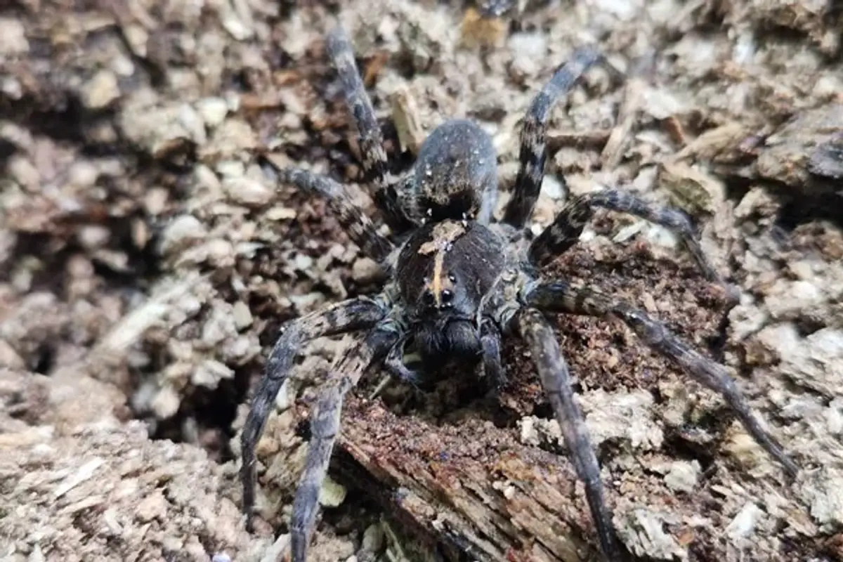 Wolf spider with hairy legs and mottled brown-gray body showing banded leg markings