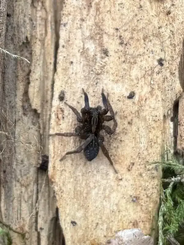 House Spider vs Wolf Spider: Which One Is in Your Home?
