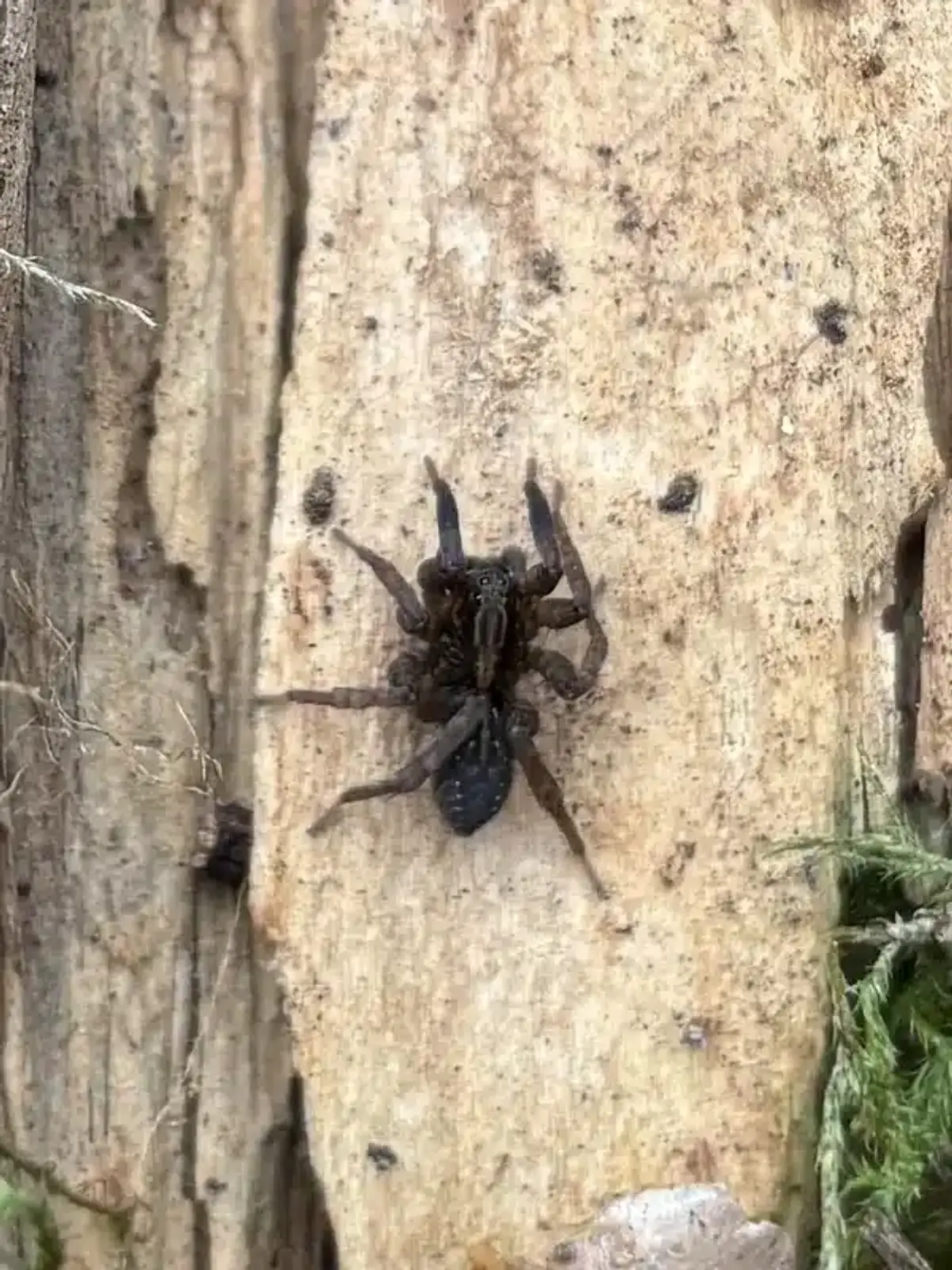 Wolf spider on tree trunk during DMV mating season