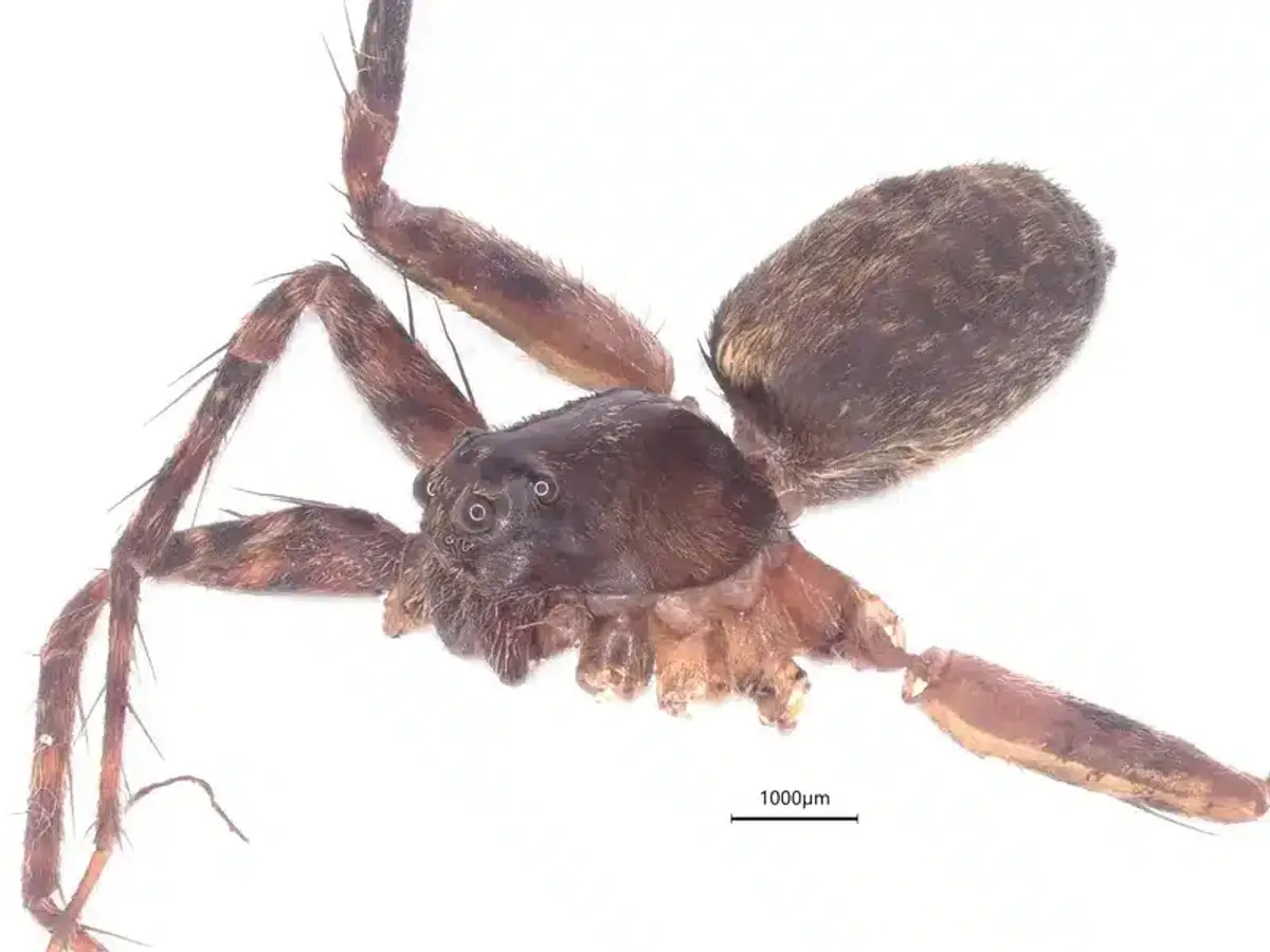 Magnified view of wolf spider showing eye arrangement and hairy body