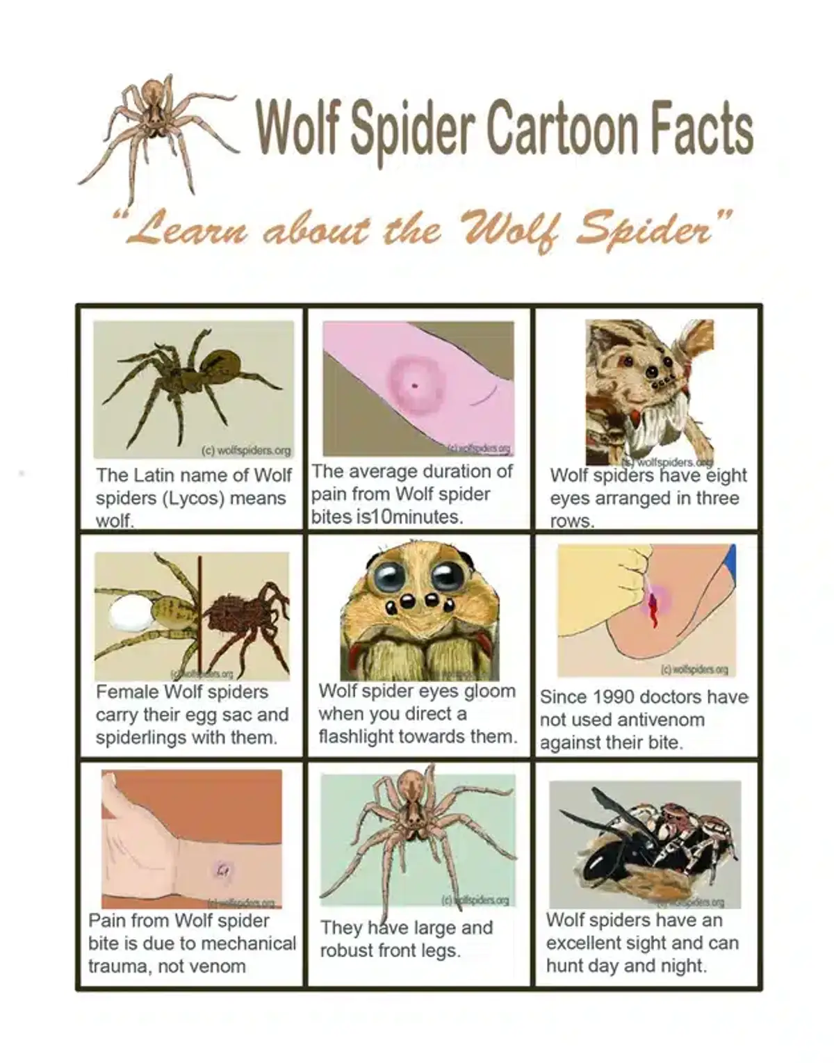 Cartoon facts about wolf spiders