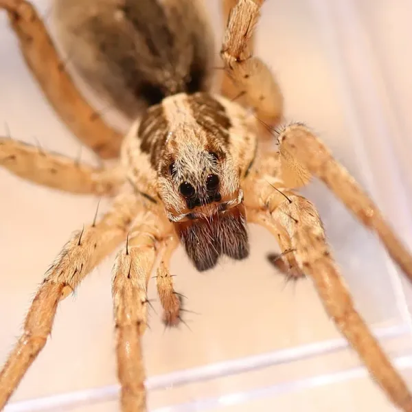 Close-up of a wolf spider showing its distinctive eye arrangement and hairy body