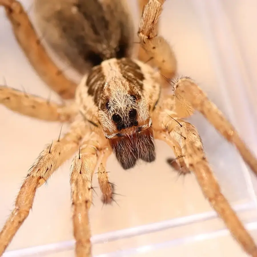 Close-up of a hairy brown wolf spider showing its eye arrangement