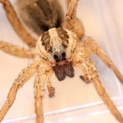 Close-up of a wolf spider showing its distinctive eye arrangement and hairy body