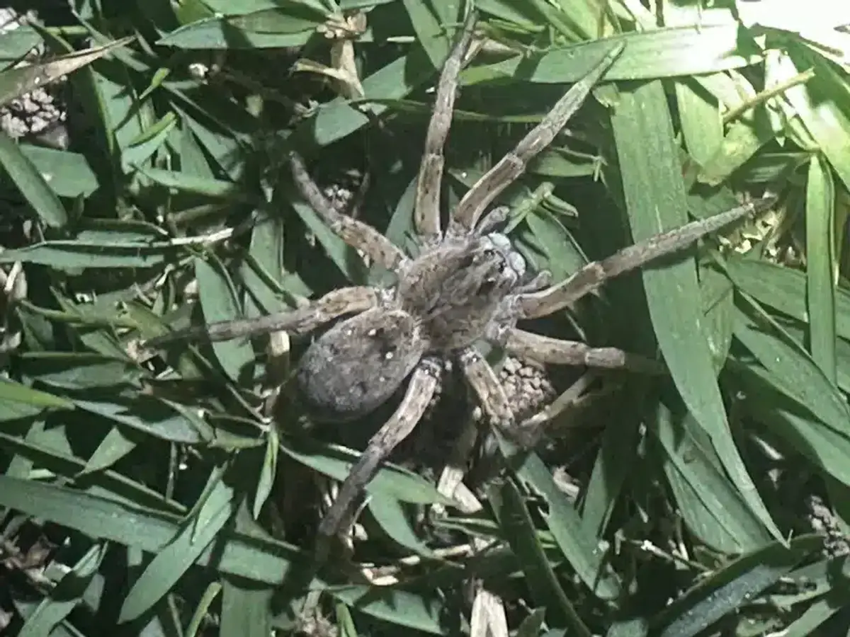 Wolf spider in natural grass habitat at night