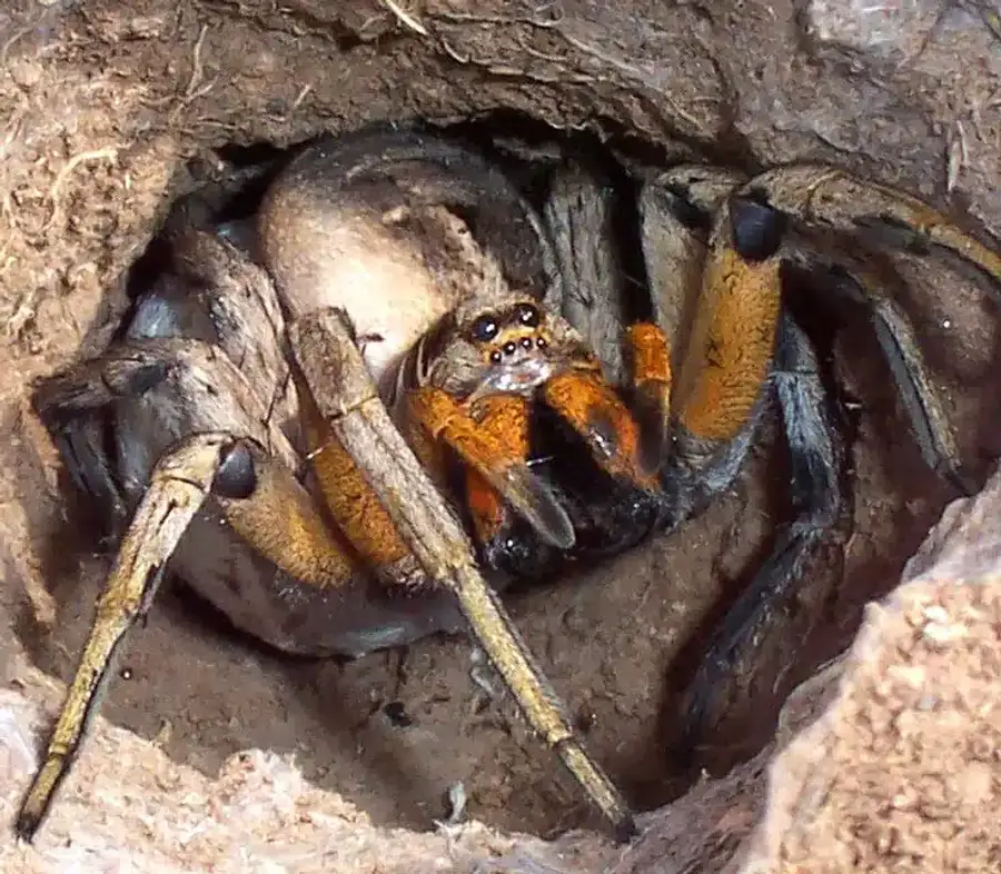 Wolf spider in burrow showing hairy body and large eyes