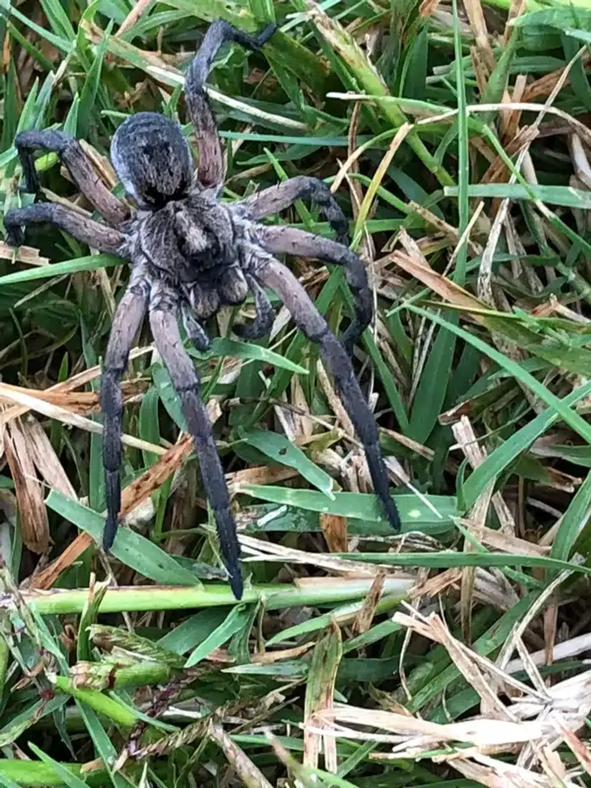Wolf spider on grass showing terrestrial habitat