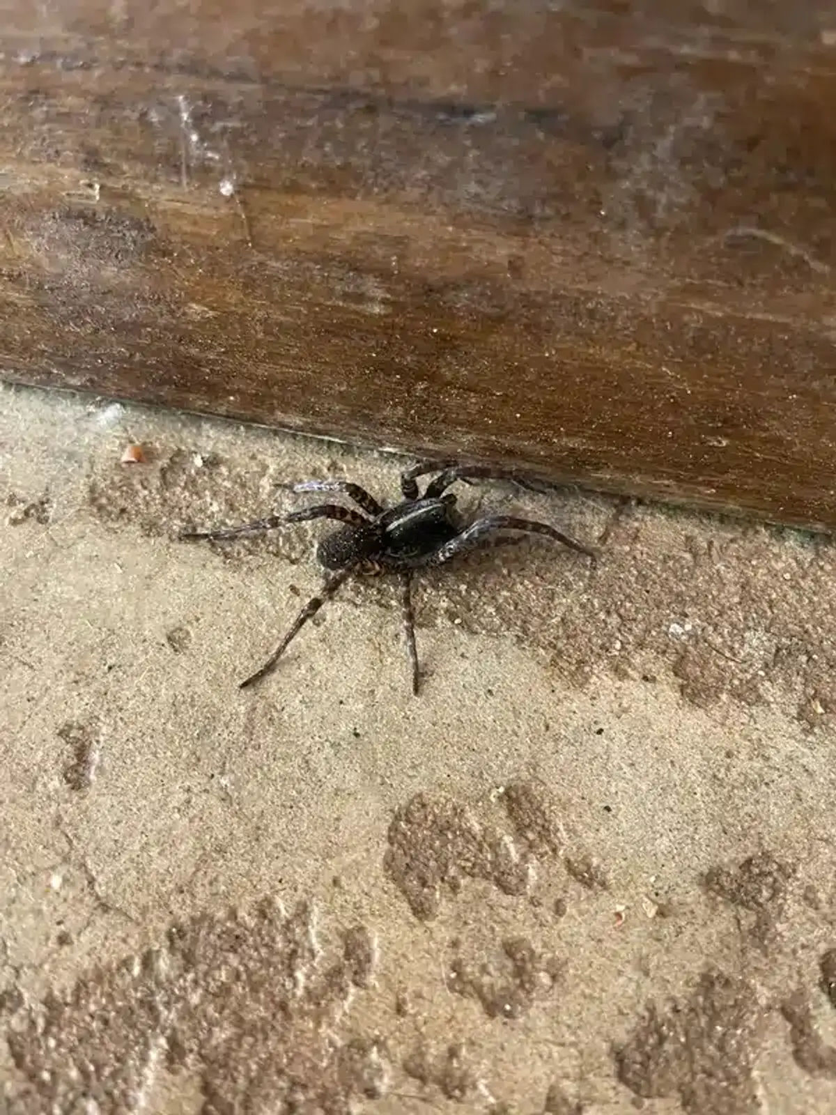 Wolf spider near home entrance showing entry behavior