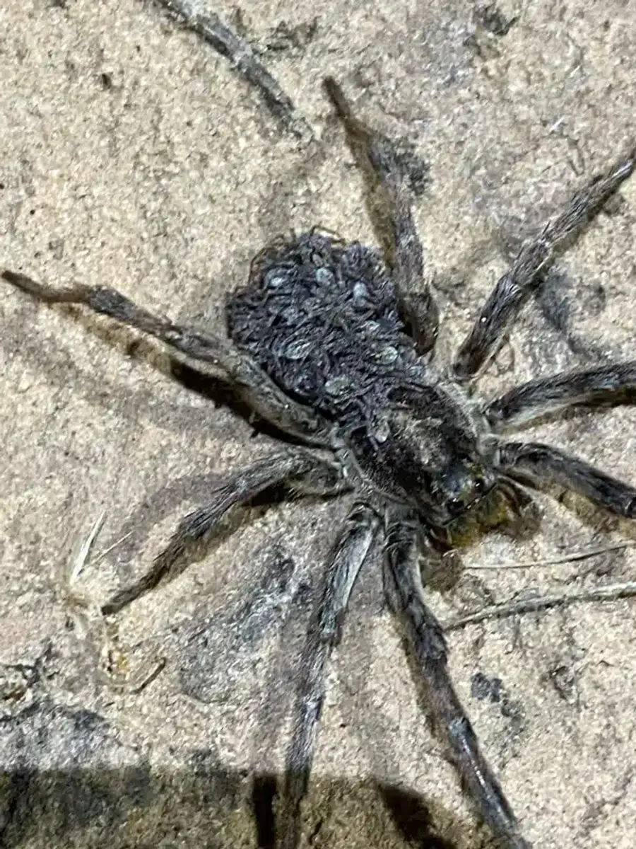 Female wolf spider carrying dozens of spiderlings on her abdomen
