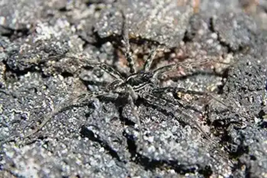Wolf spider on bark surface