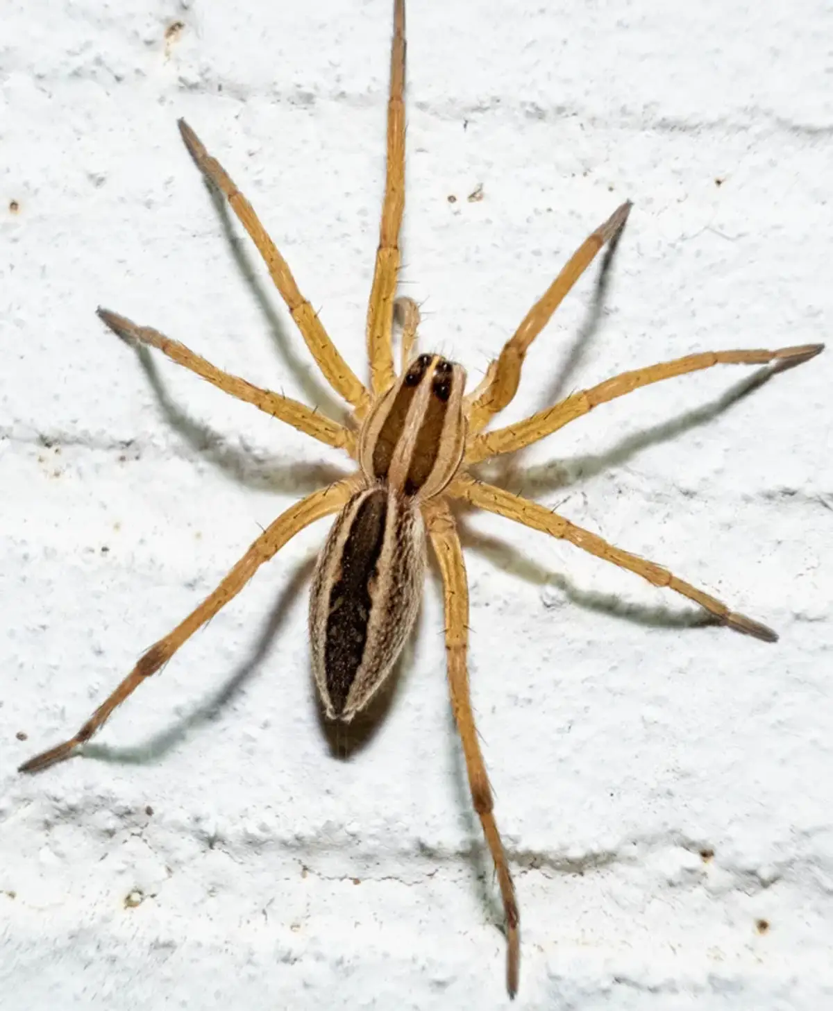 Wolf spider with striped tan carapace and a dark median band on the abdomen, resting on a textured wall
