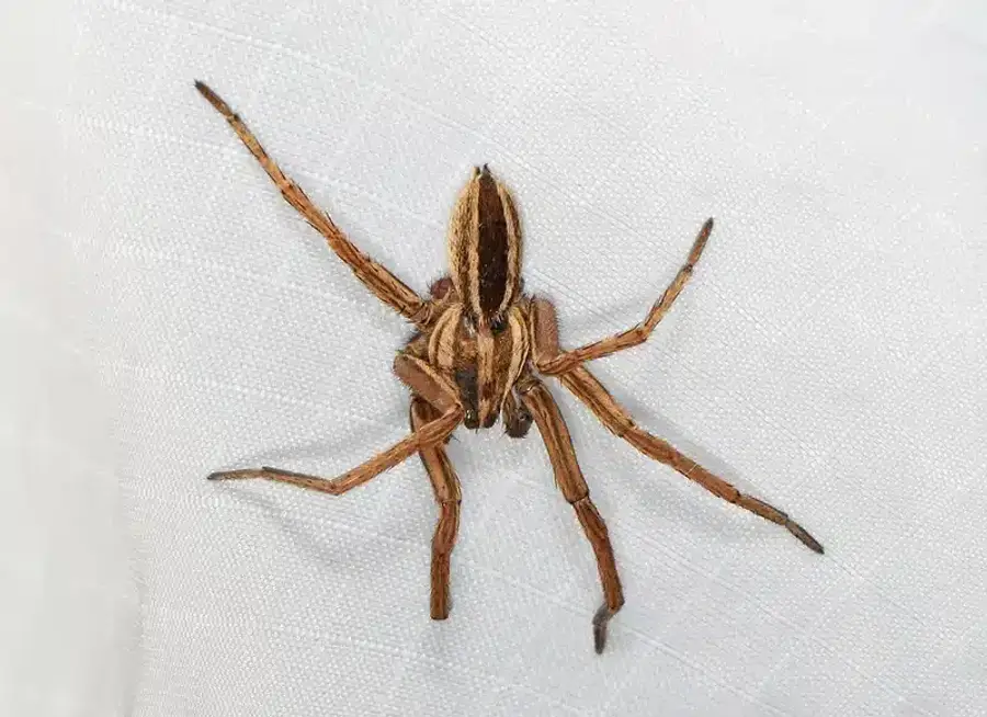 Wolf spider on white surface showing its striped pattern and hairy body