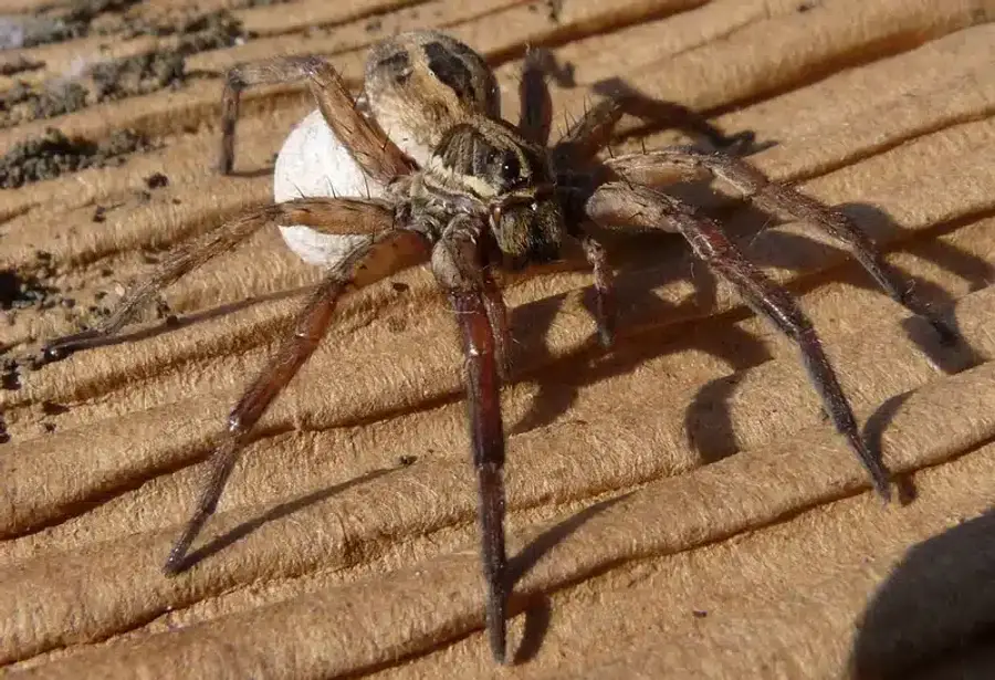 Wolf spider with egg sack on cardboard