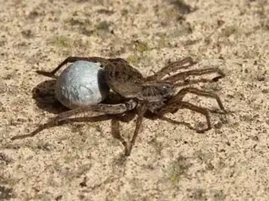 Wolf spider carrying egg sac