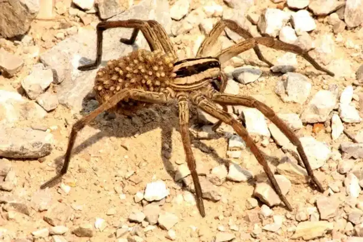 Wolf spider carrying its young