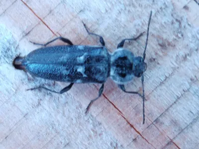 Wood Boring Beetles