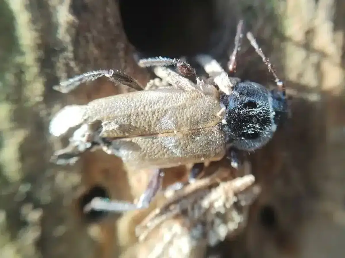 Adult wood boring beetle on damaged wood surface