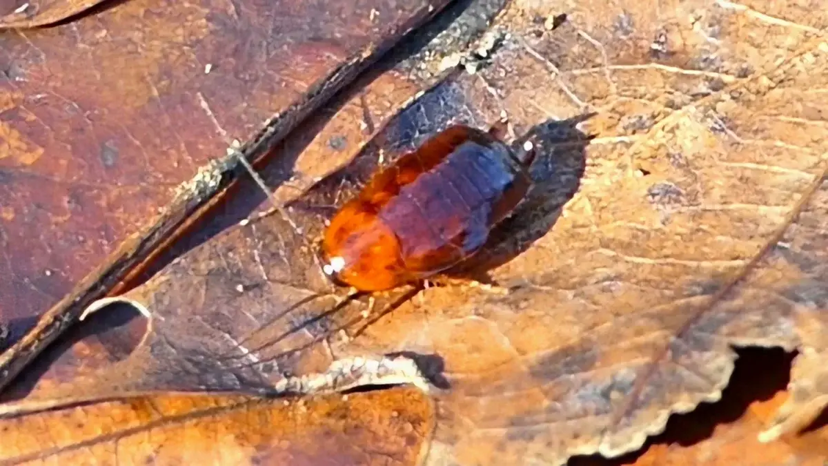 Wood cockroach on a fallen leaf in its natural outdoor habitat