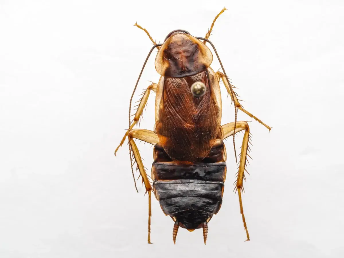 Wood cockroach specimen showing pale wing margins and body structure