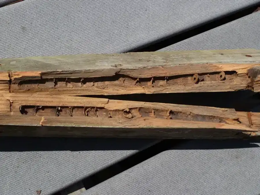 Damaged wood showing pest activity