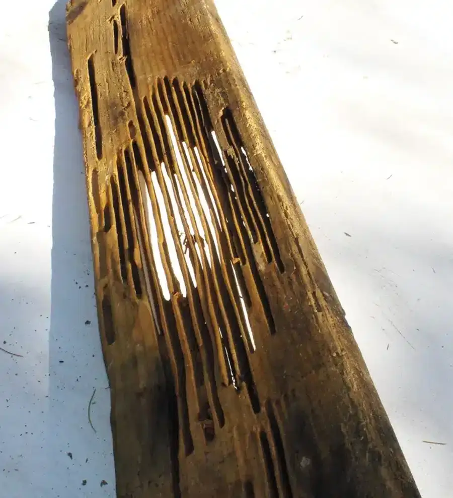Wood with extensive termite damage