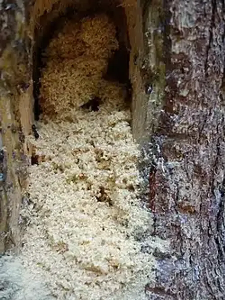 Wood dust inside a tree trunk
