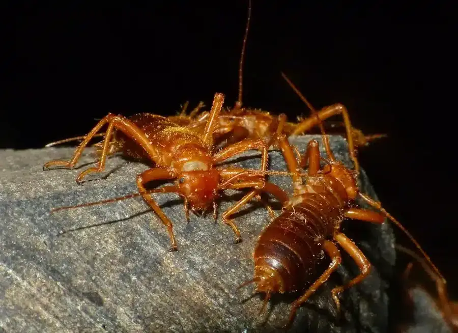 Two woodlouse huntsman spiders on wood