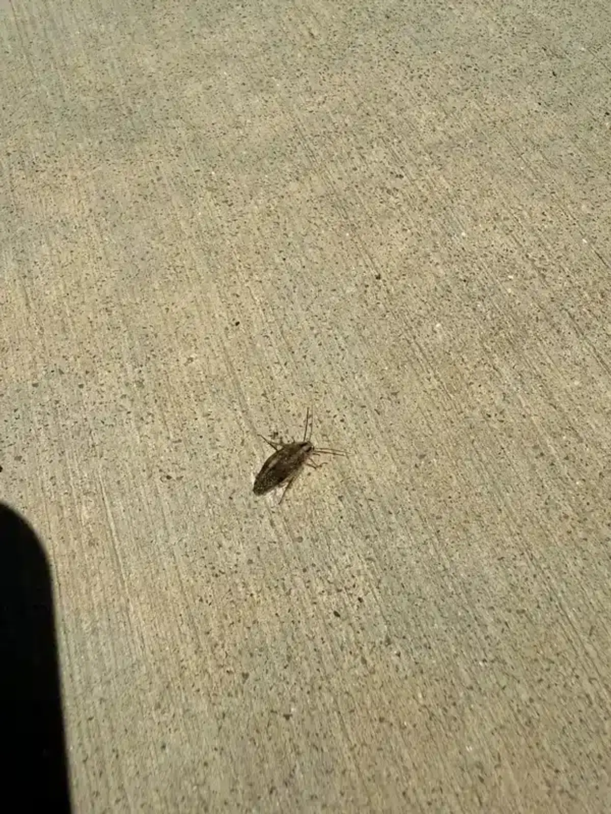 Wood roach on outdoor concrete surface showing their typical outdoor habitat