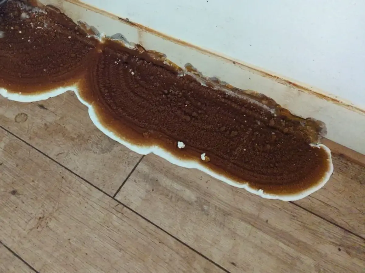 Brown wood rot fungus growing along a baseboard on a wood floor