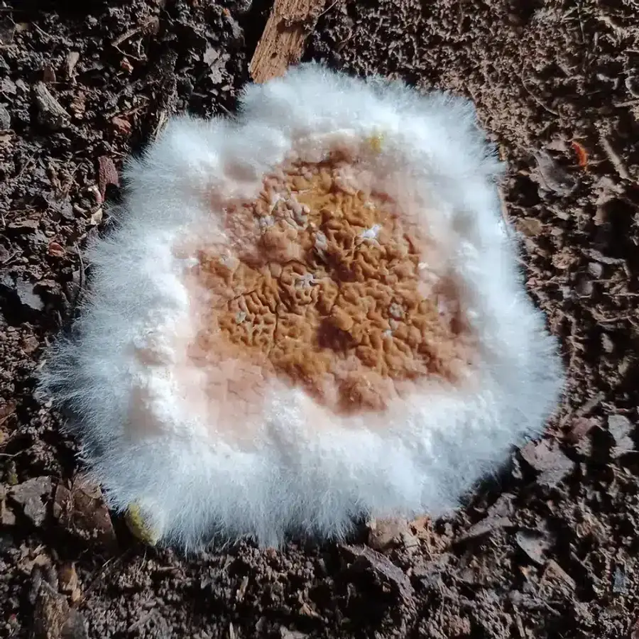 White and brown wood rot fungus on soil and wood fragment