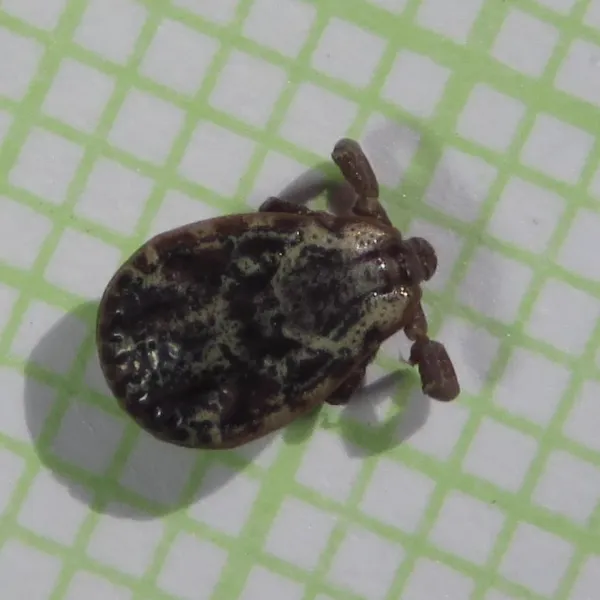 Top-down view of a Rocky Mountain wood tick on graph paper showing its distinctive brown body and ornate markings