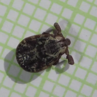 Top-down view of a Rocky Mountain wood tick on graph paper showing its distinctive brown body and ornate markings