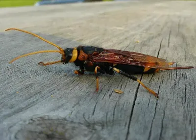 Wood wasp horntail with distinctive cylindrical body resting on weathered wood