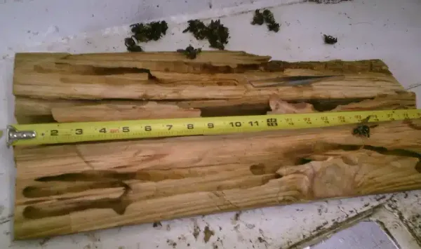 Carpenter Bee Damage: Signs, Effects, and Prevention Methods