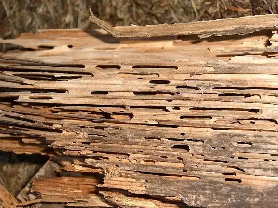 Wooden beam with severe termite gallery damage