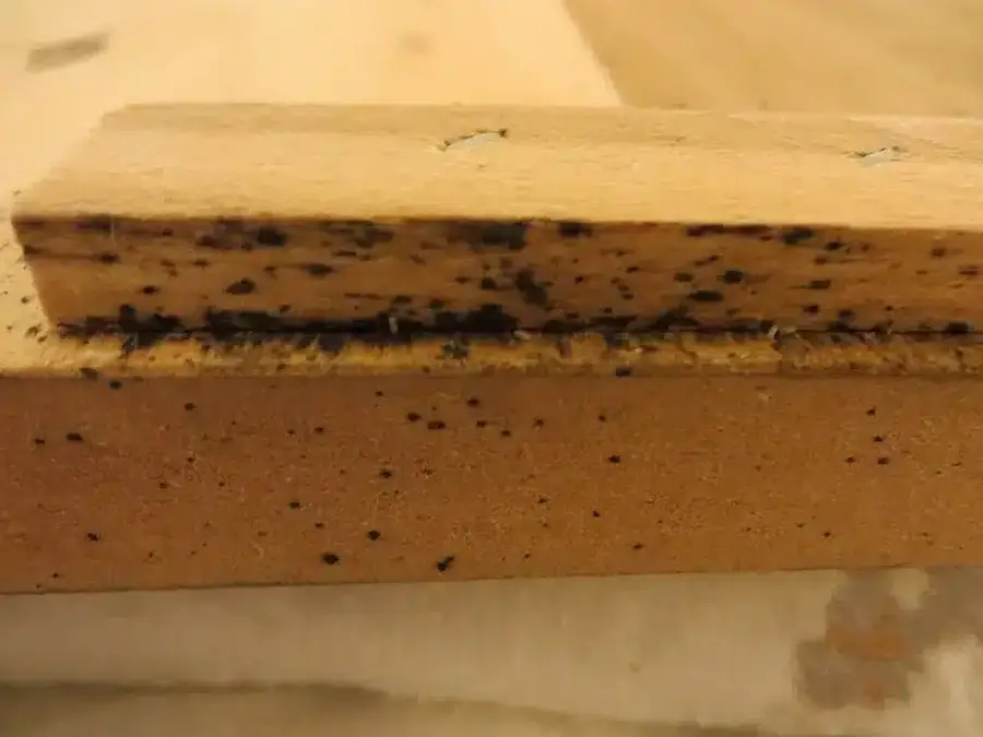 Dark bed bug droppings on a wooden surface