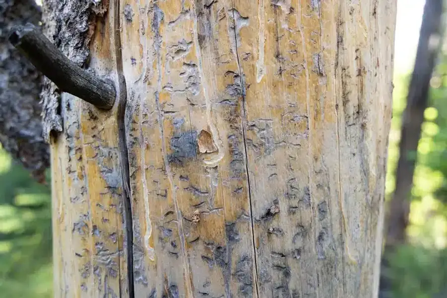 Damaged wooden pole from bark beetles