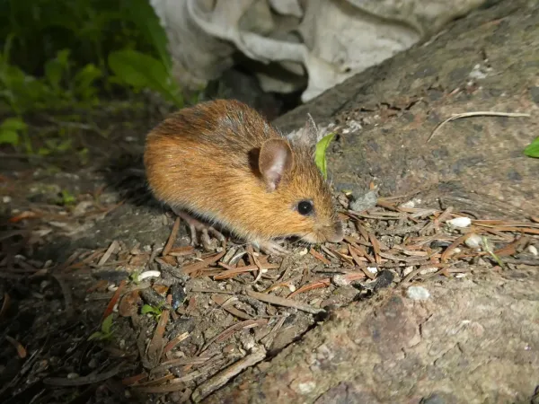 Woodland jumping mouse in natural forest habitat near rocks showing characteristic tricolored fur and long tail