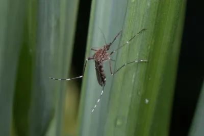 Woodland pool mosquito resting on a green leaf showing dark brown coloring and banded legs