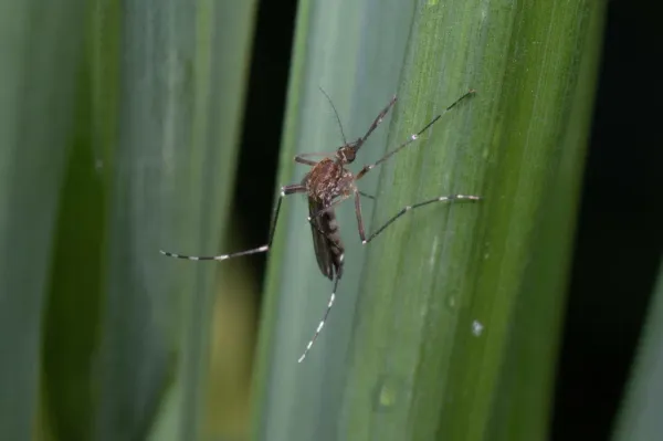 Woodland pool mosquito resting on a green leaf showing dark brown coloring and banded legs