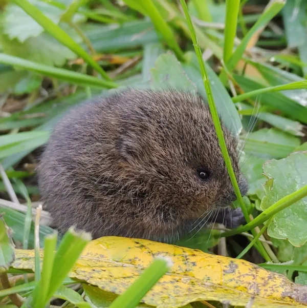 Close-up side view of a woodland vole showing compact body and short tail in green grass