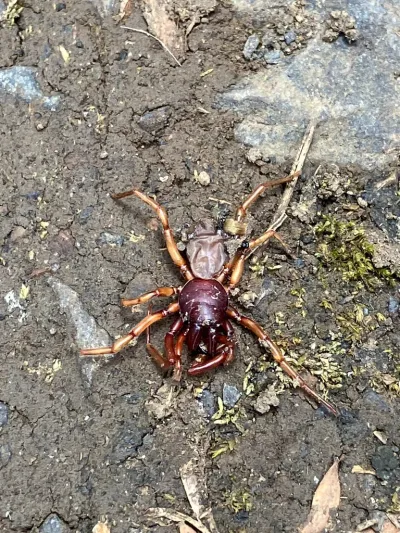 Top-down view of a woodlouse spider showing its distinctive reddish-brown cephalothorax and cream-colored abdomen
