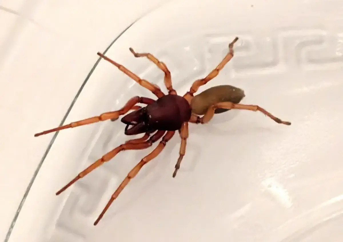 Woodlouse spider with orange legs, a dark red-orange front body, and a pale tan abdomen