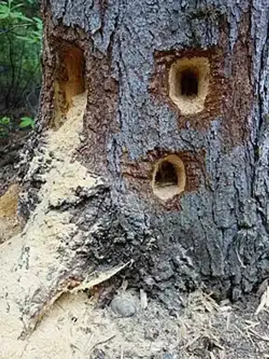 Holes in a tree trunk