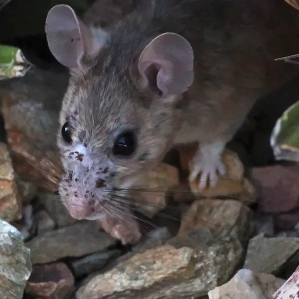 Close-up of a wood rat showing its large eyes and ears