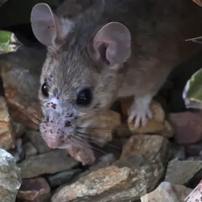 Close-up of a wood rat showing its large eyes and ears