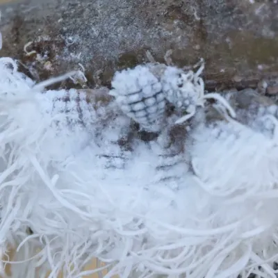 Woolly Aphids