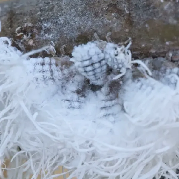 Close-up of a woolly aphid covered in white waxy filaments on a tree branch