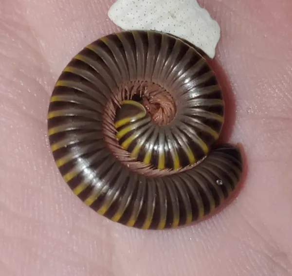 Yellow banded millipede in curled defensive posture showing distinctive black body with yellow bands